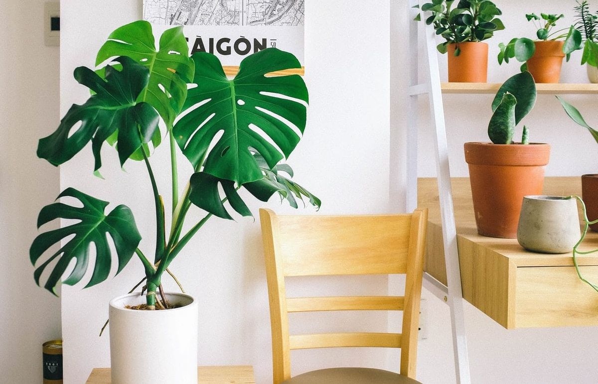 Das Hinzufügen von Pflanzen ist eine einfache Idee für das Home Office