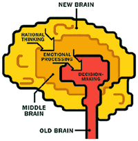 ثلاثة أجزاء من الدماغ