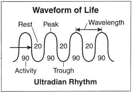 Ultradianer Rhythmus